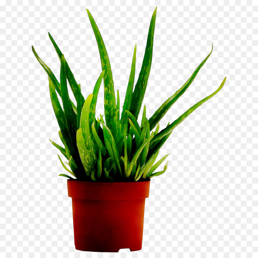Aloe vera pianta d'appartamento Nostre Piante da interno piante Medicinali - 