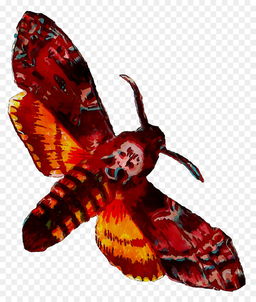 Bàn chân bướm Moth Côn trùng Màng - 