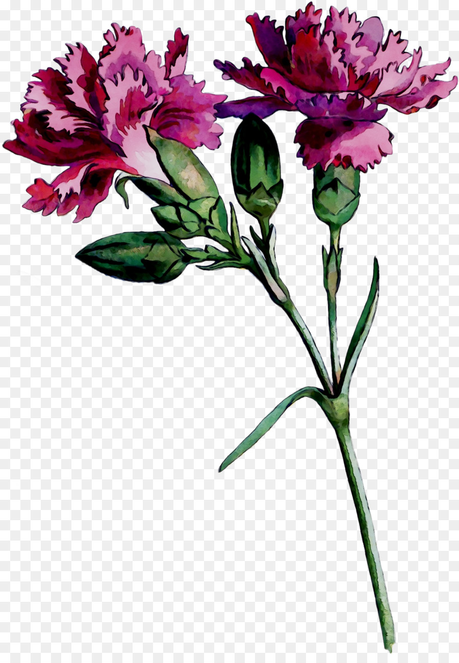 Cắt hoa Huệ của người Inca thiết kế Hoa cẩm Chướng - 