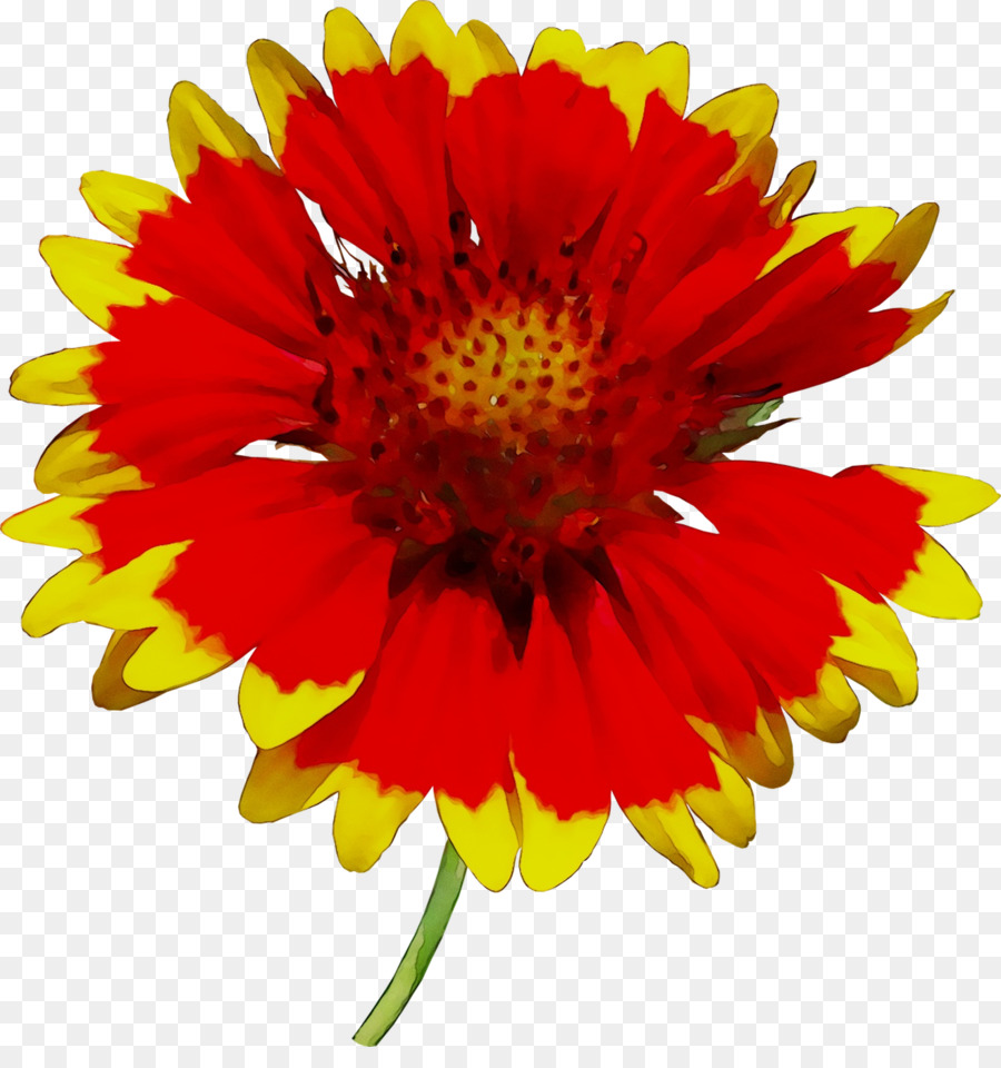 Hoa cúc Transvaal daisy Chăn bông hoa Cắt hoa Vàng - 