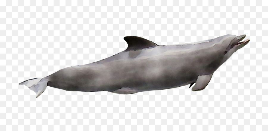 Sotalia tursiope Ruvida denti delfino Bianco becco delfino leone di Mare - 