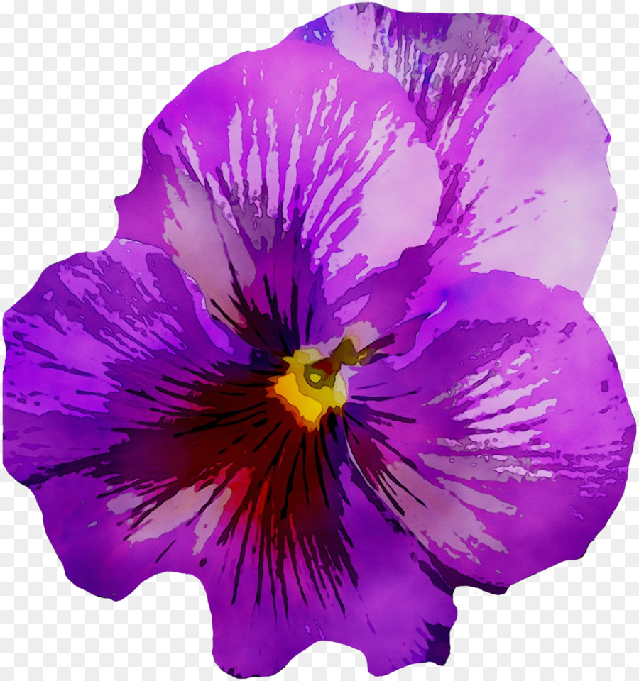 Pansy Ảnh Violet Vẽ Đồ Họa Mạng Di Động  png tải về  Miễn phí trong suốt  Cây Hoa png Tải về