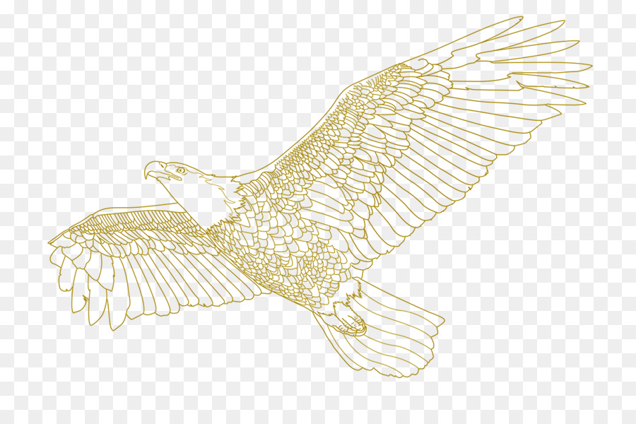 Bald eagle Owl Disegno /m/02csf Hawk - gufo