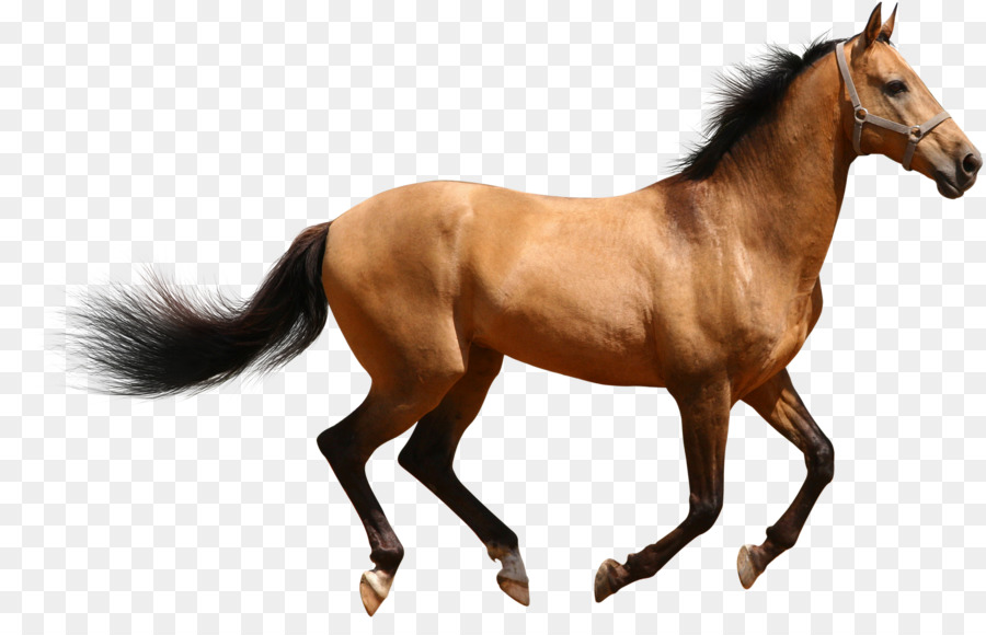 Cavallo arabo American Paint Horse Mulo Clydesdale horse Friesian horse - mangiatore di e-commerce