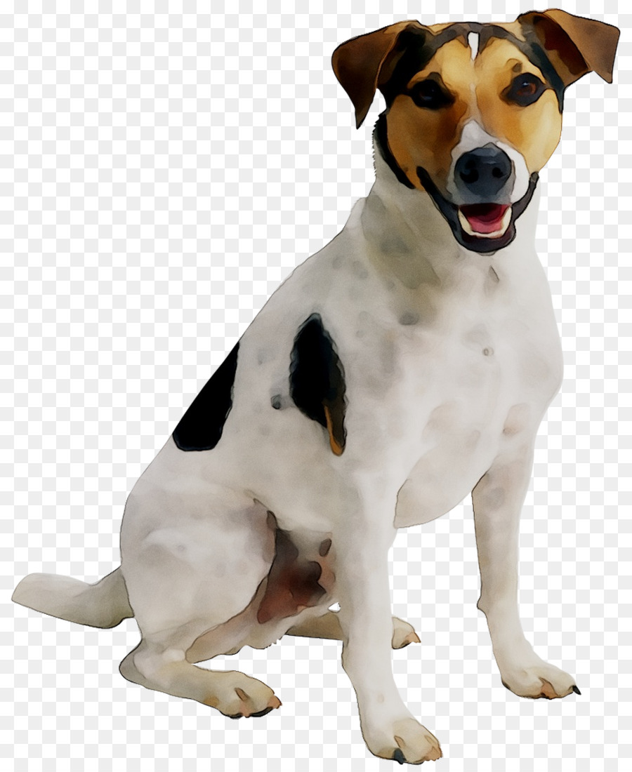 Cucciolo di Gatto Jack Russell Terrier Pet sitter Dog daycare - 
