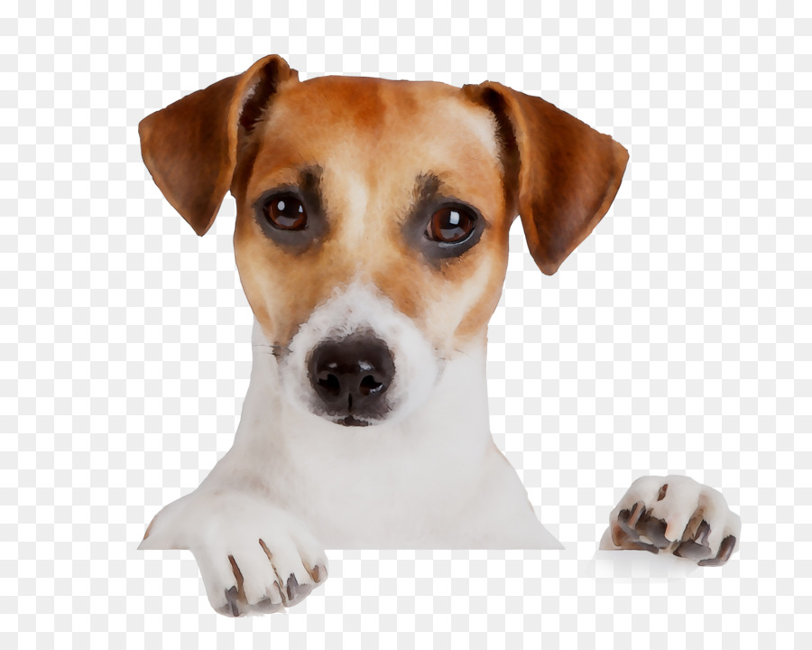 Jubileum Cane di razza Compleanno Vacanza Jack Russell Terrier - 