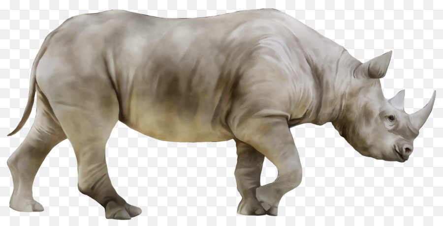 Rinoceronte indiano Cammello Ippopotamo fotografia Stock - 