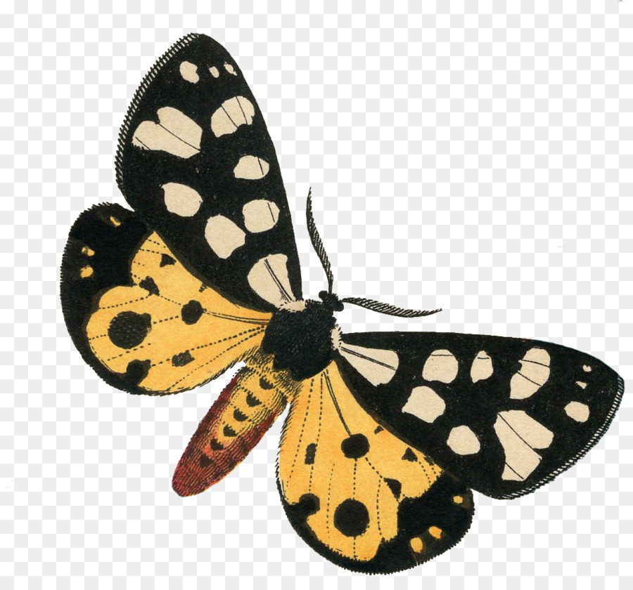 Monarch butterfly Clip art Pieridae Pennello zampe farfalle farfalla di coda forcuta - semplificare segno
