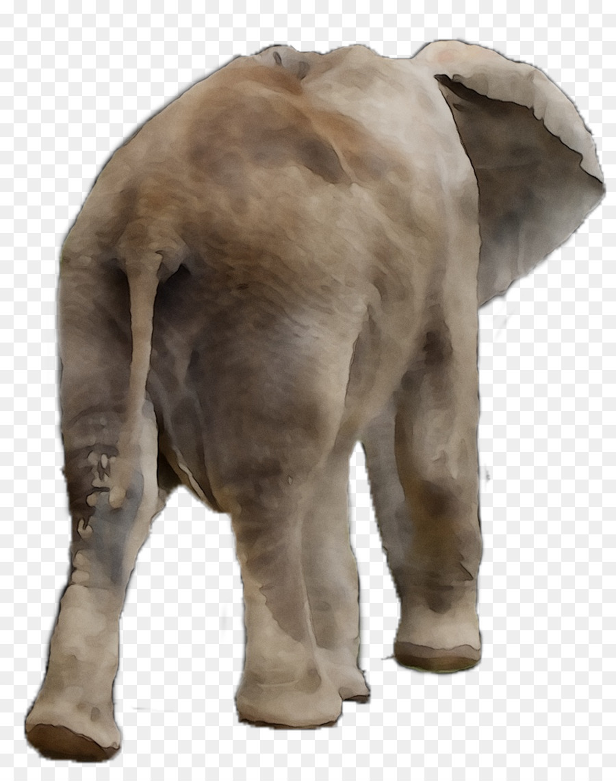 Elefante indiano elefante Africano animali Terrestri Muso - 
