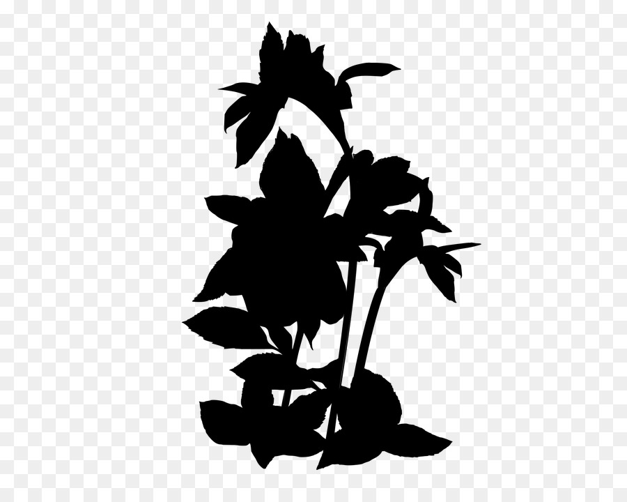 Clip nghệ thuật Hoa gốc Thực vật Lá Bóng - 