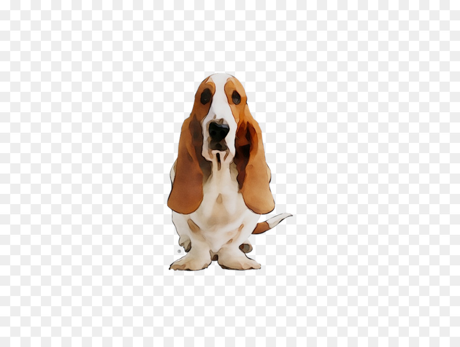 Basset Hound Dog razza di cane da compagnia Muso - 