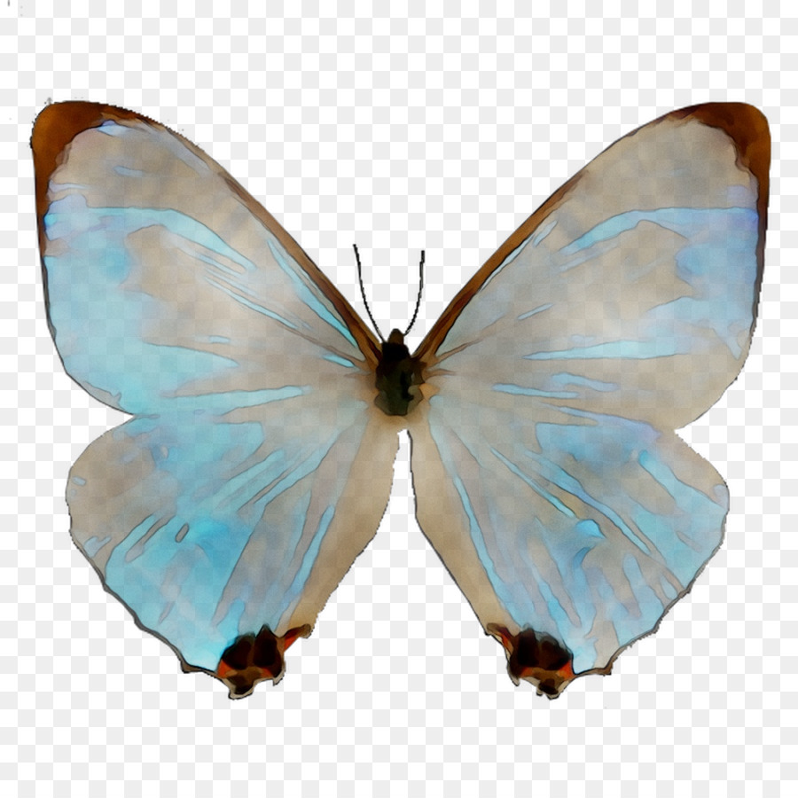 Gossamer cánh bướm bướm giáp Moth Microsoft Azure - 