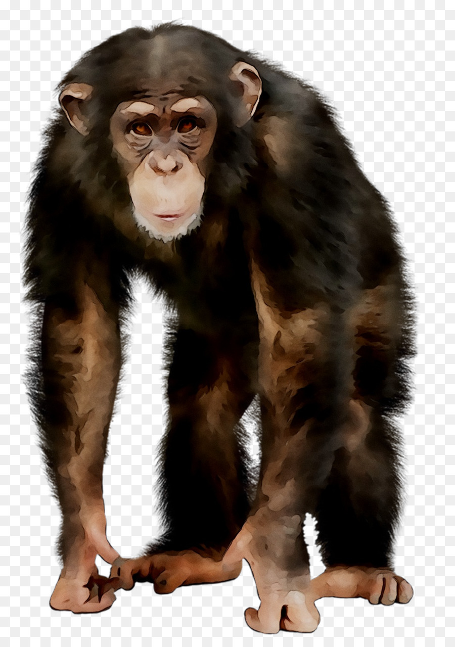 Comune scimpanzé Scimmia Scimmia Jordan Immagine - 
