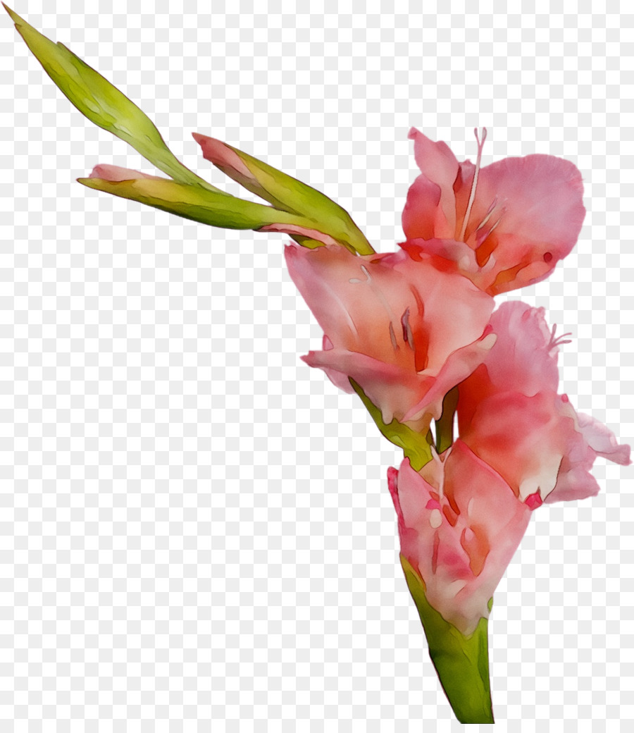 Gladiolus fiori recisi staminali Vegetali Bud Canna - 