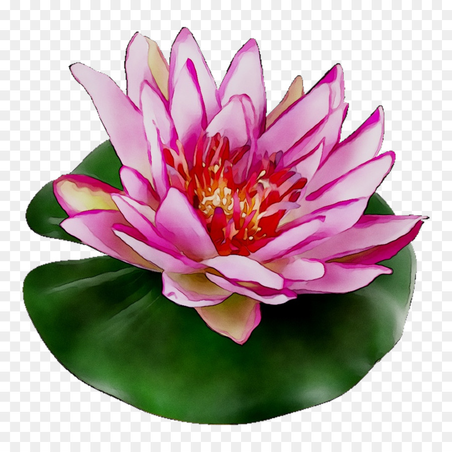 Heilige Lotus Elektronische Zigarette aerosol-und flüssige Petal Flower - 