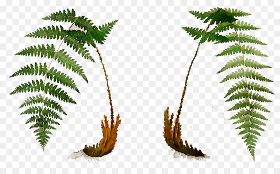 Le palme di Felce, Foglia staminali Vegetali di piante Terrestri - 