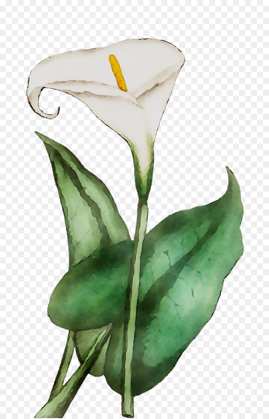 Biên Hoa loa kèn Cắt hoa gốc Thực vật Rose Lá - 