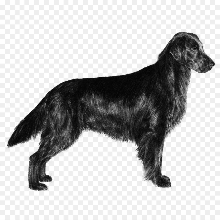 Con chó Newfoundland chó Săn Vàng Chó và Chủ con Chó con - 