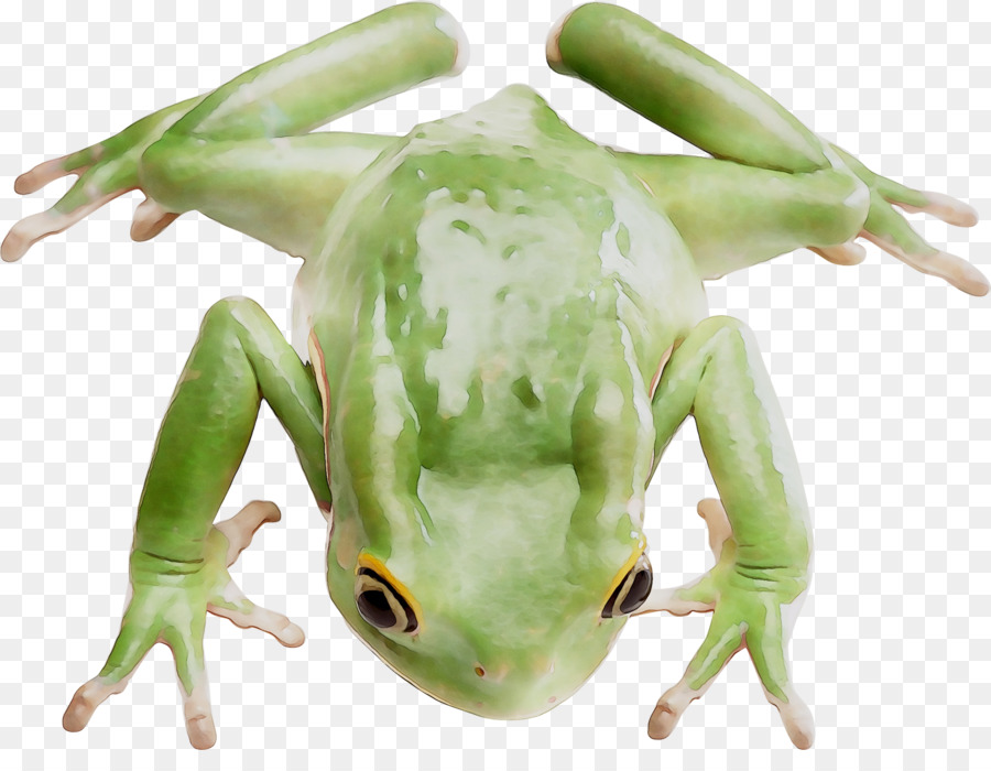 Cây ếch ếch Thật sự Cóc - 