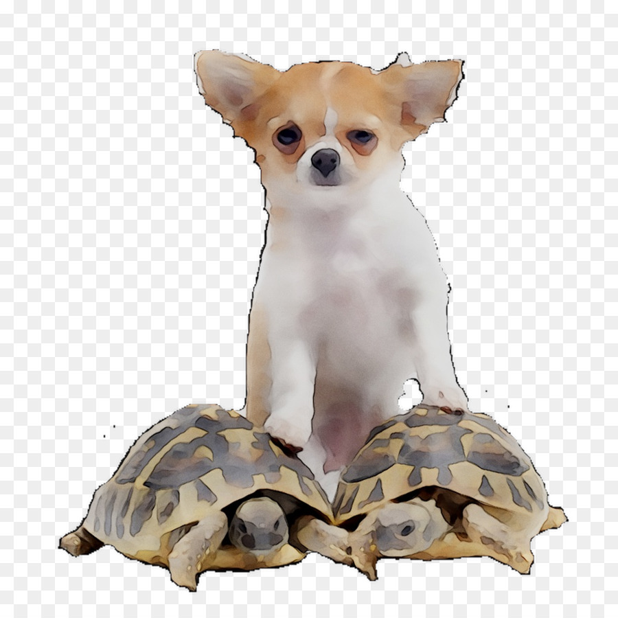 Chihuahua, Bulldog Francese Cucciolo Di Tartaruga Gatto - 