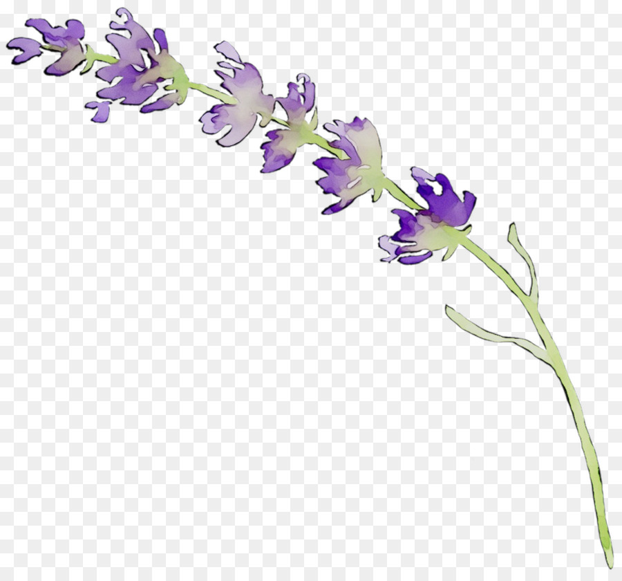 Tiếng anh, tiếng hoa oải hương hoa đã Cắt Hoa thiết kế gốc Thực vật - 