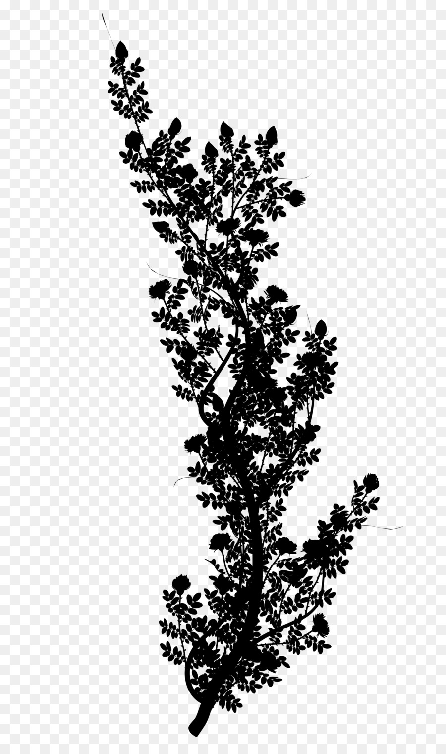 Zweig, Pflanze, Stamm-Blatt-Kiefer Pflanzen - 