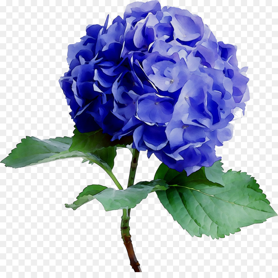 Fiore Ortensia Rosa Di Colore Blu - 