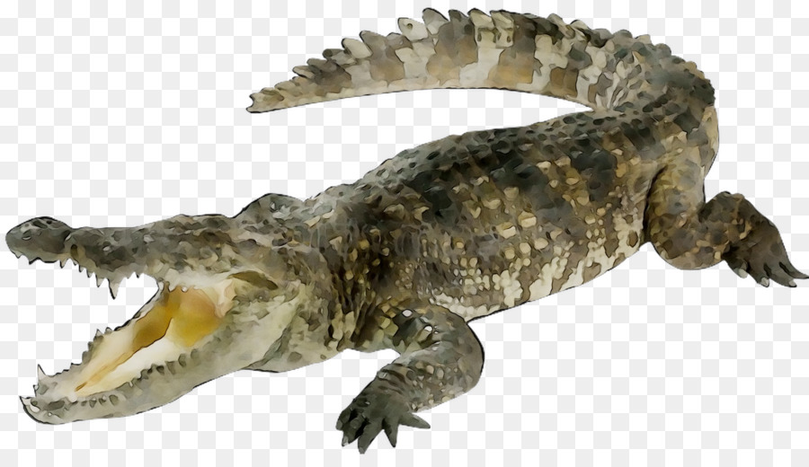 Coccodrillo, Rettile Animale Gigante Lumaca Africana Alligatori - 