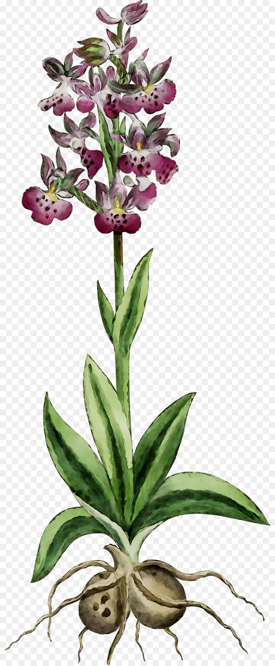 Orchidee pianta Erbacea staminali Vegetali Terrestri Piante - 
