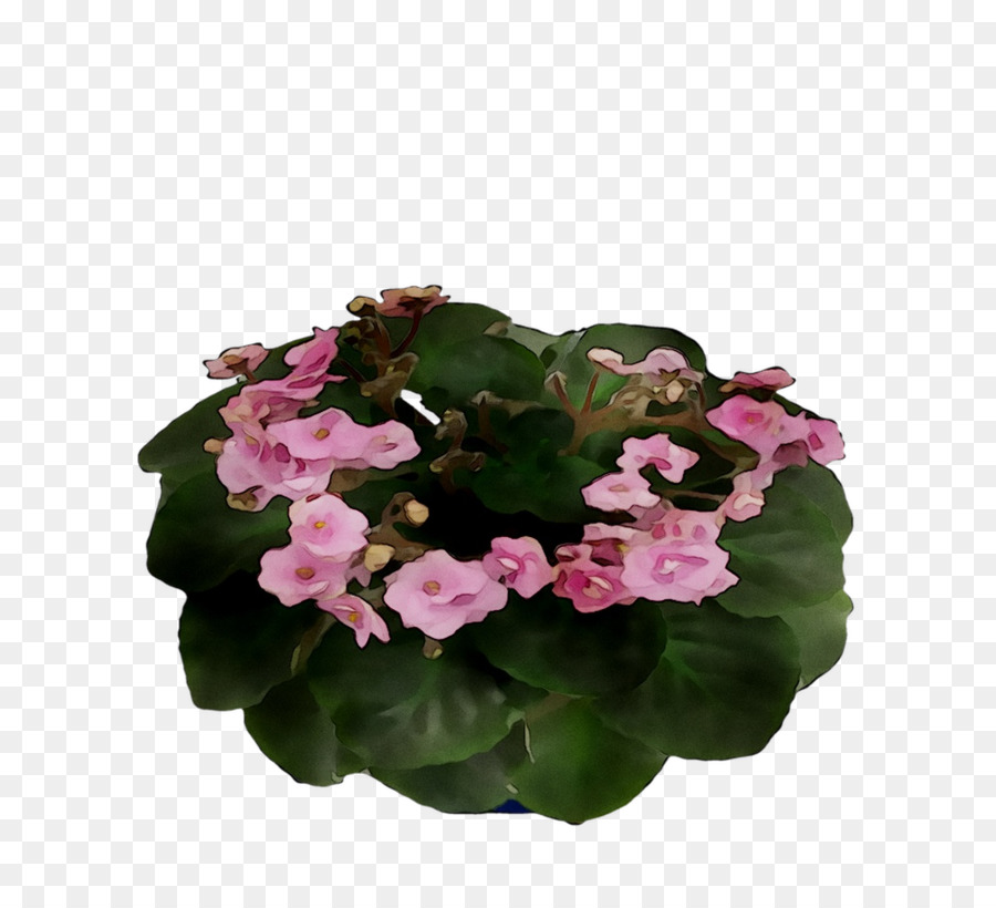 Fiori recisi, piante Annuali pianta Erbacea Viola Rosa M - 