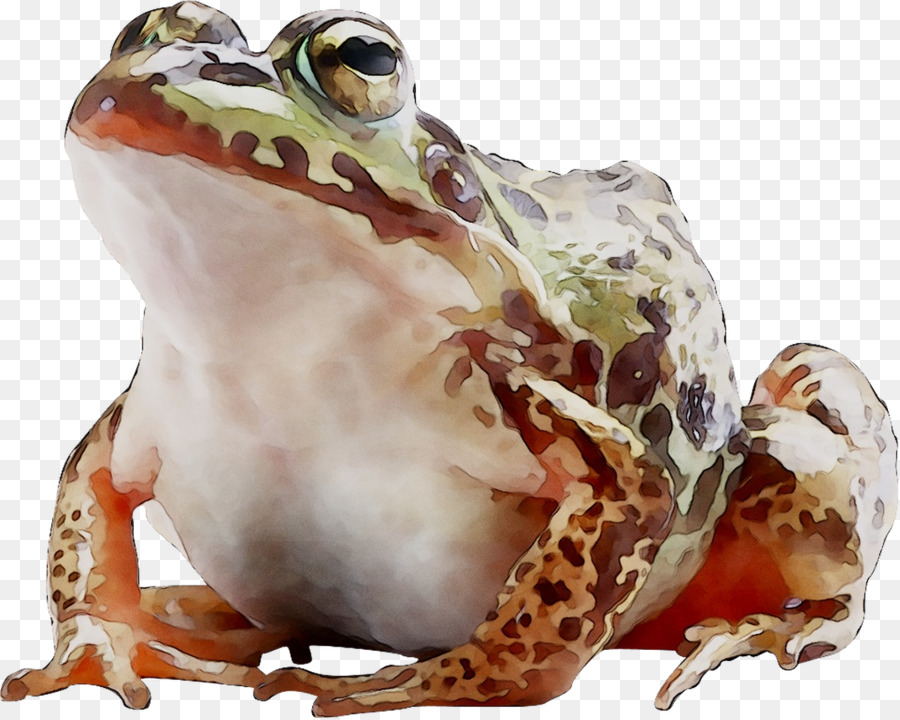 Người mỹ ễnh ương ếch Thật sự Cóc động vật trên mặt Đất - 