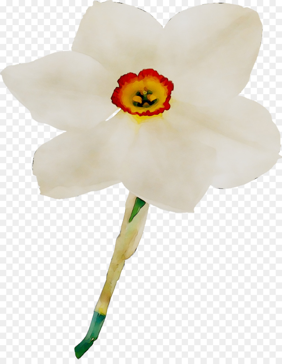 Falena orchidee fiori recisi staminali Vegetali Narciso - 