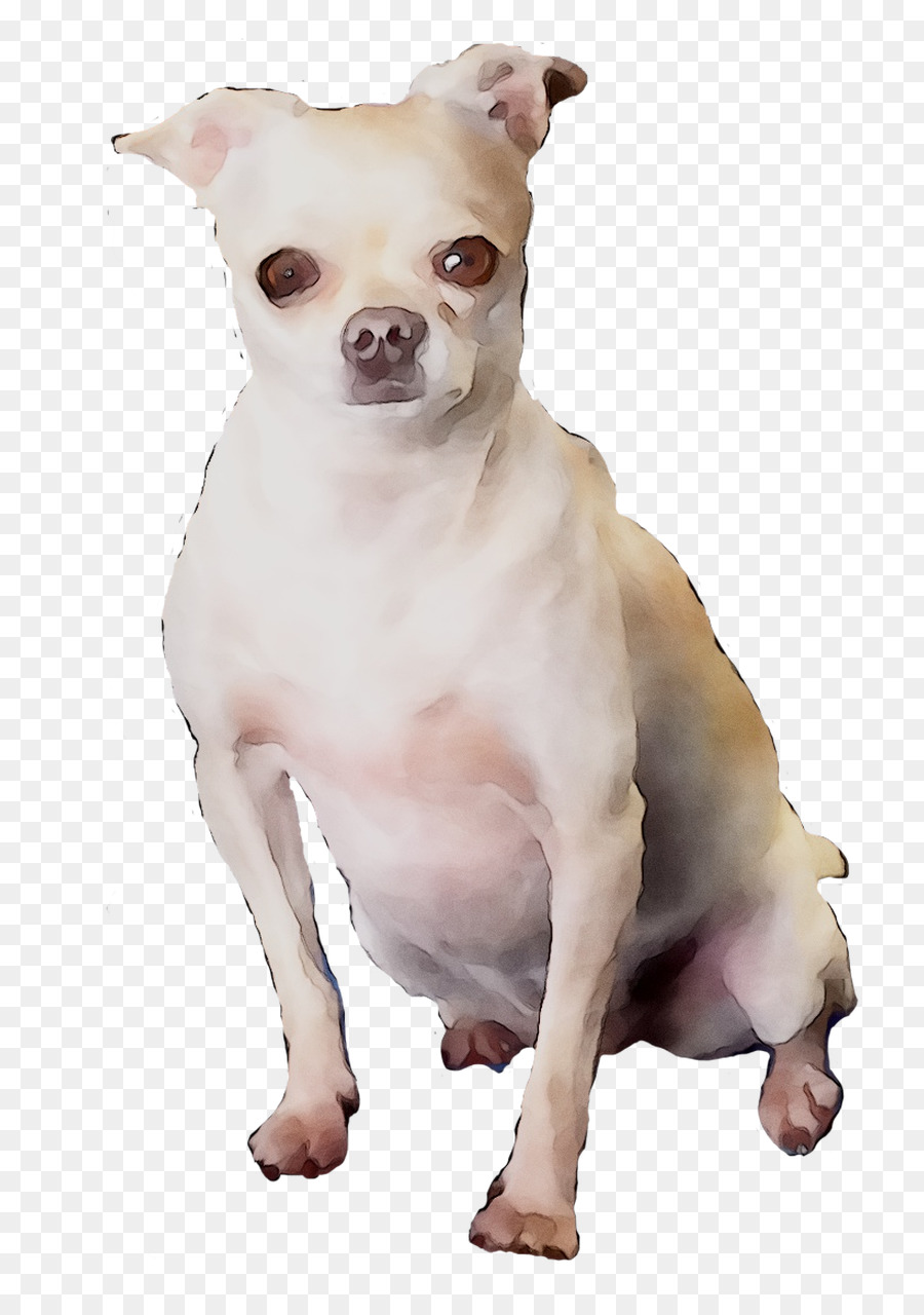 Chihuahua Cucciolo di Cane di razza cane da compagnia cane Giocattolo - 