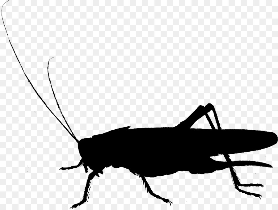 Scarafaggio Clip art Fauna Cricket Silhouette - 