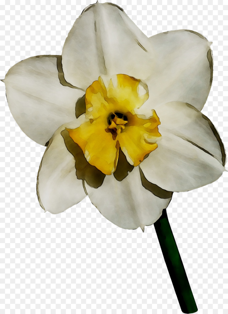 Giallo Narciso Falena orchidee - 