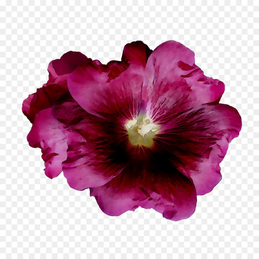 Rosemallows pianta Annuale Erbacea pianta Gru-bill Viola - 
