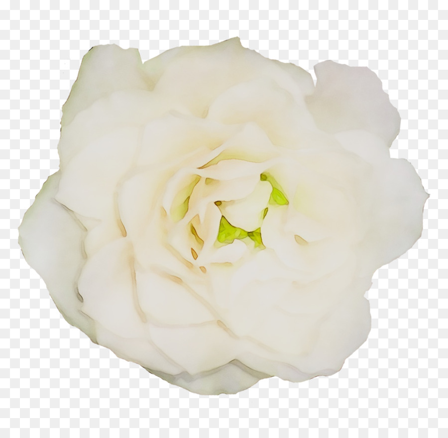 Hoa hồng trong vườn bắp Cải rose Floribunda Cây Cắt hoa - 