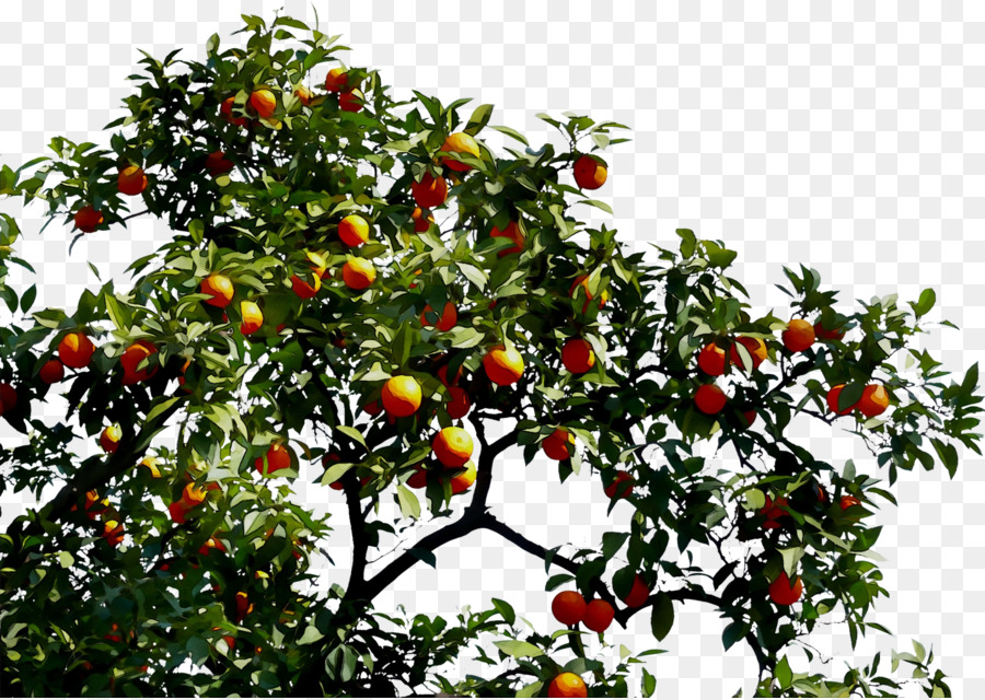 Arancio amaro Frutto dell'albero - 