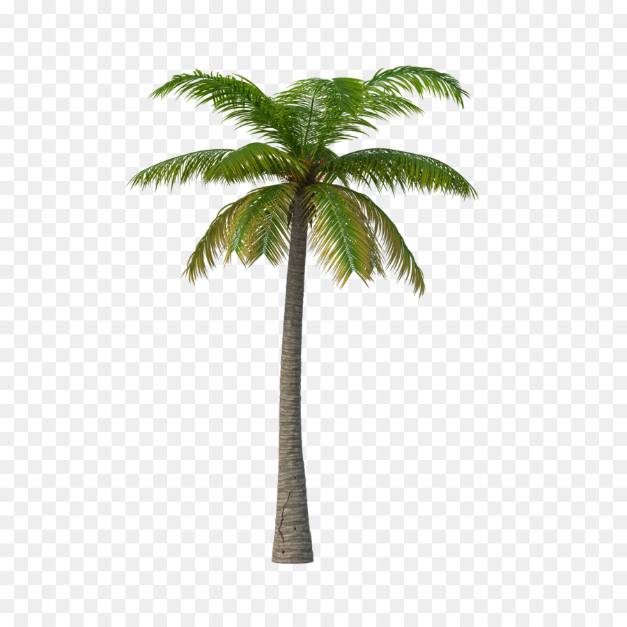 Palme Portable Network Graphics Clip art Immagine Areca palm - albero di turbolenza