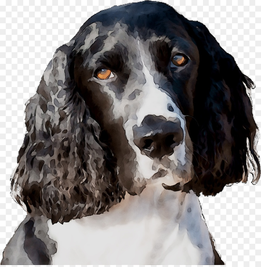 Cartoon Dog png download - 1088*1104 - Free Transparent Field Spaniel png  Download. - CleanPNG / KissPNG