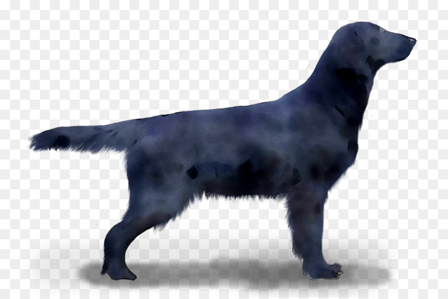 Flat-coated Retriever Labrador Retriever Cane di razza Borador - 