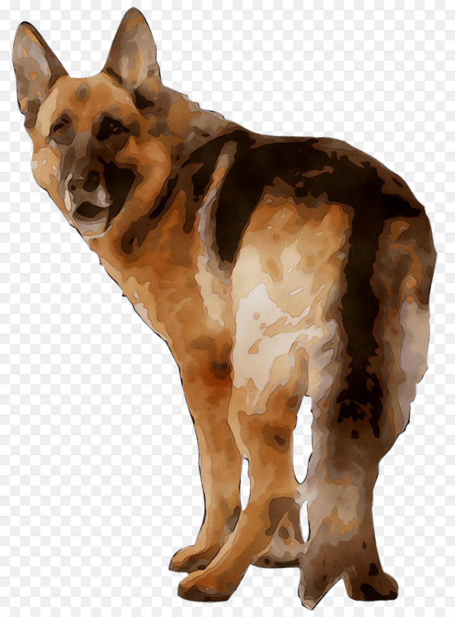 Kunming lupo cecoslovacco cane di razza King Cane da Pastore vecchio pastore tedesco - 