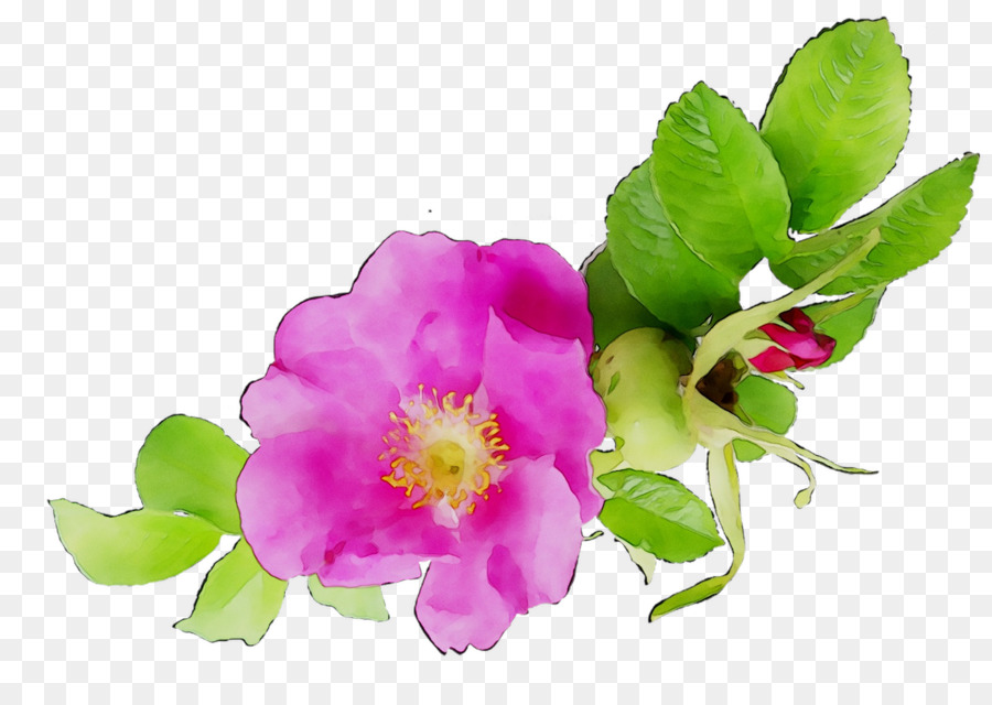 Kohl rose einjährige pflanze Krautige pflanze Pflanzen Pink M - 