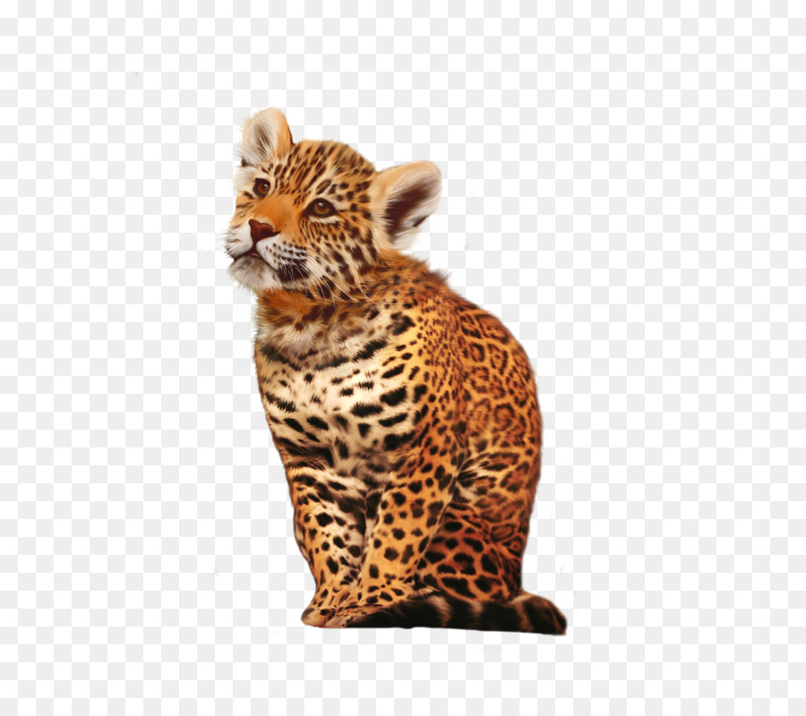 Báo Cheetah Jaguar Mèo Con Vật - báo