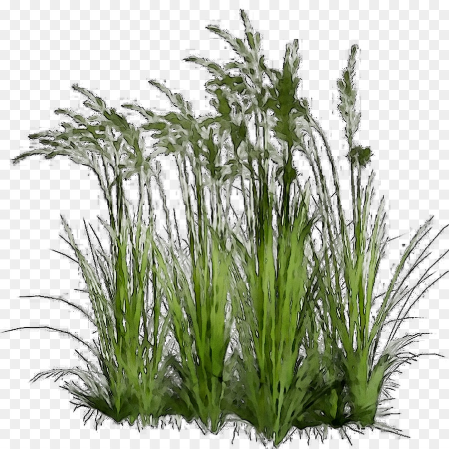 Sweet Grass clipart Piante Ornamentali erba Carici - 