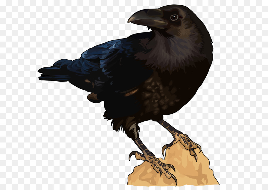 American corvo Uccello corvo della Nuova Caledonia, Torre del corvo imperiale - uccello