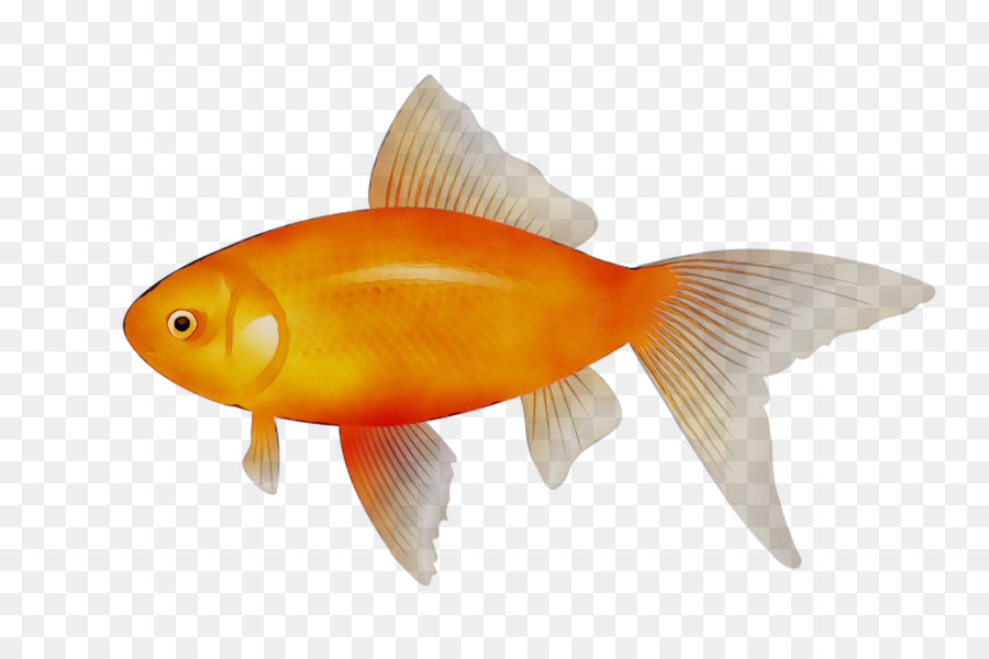 Clip art Goldfish Portable Network Graphics, grafica Vettoriale - 
