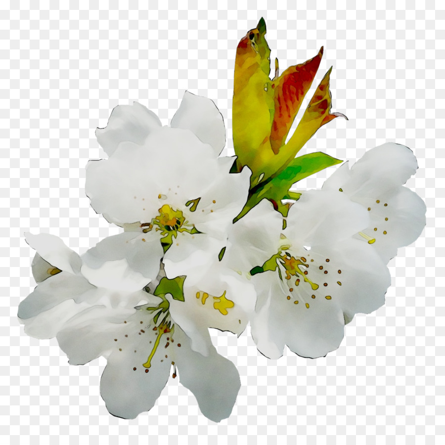 Lilie der Inkas ST.AU.150 MIN.V.UNC.NR AD-Schnitt-Blumen Cherry blossom - 