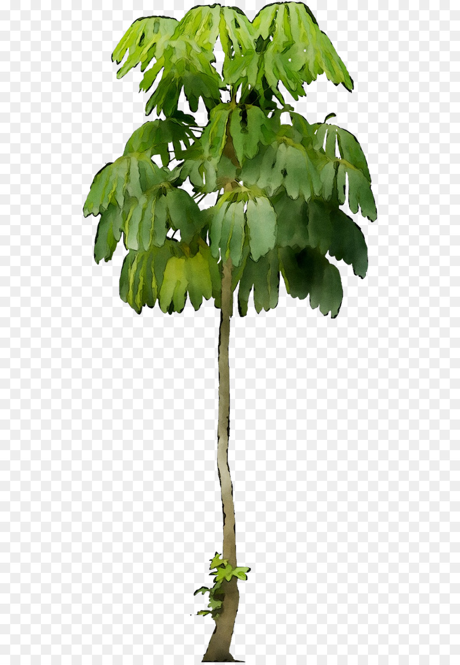Lùn ô cây Sáp actinophylla đồ Họa Mạng Di động Ảnh - 