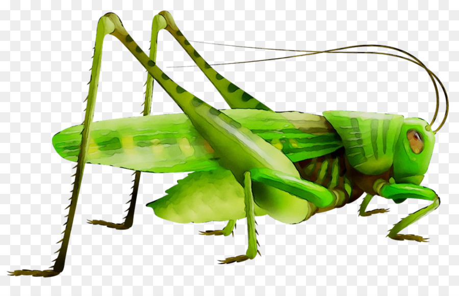 Grasshopper Fata pezzo degli scacchi Locuste - 